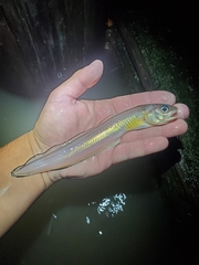 Striped Cusk-Eel photo 1