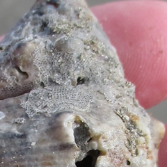 Biflustra arborescens