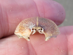 Persephona aquilonaris