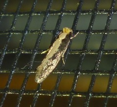 Monopis dorsistrigella