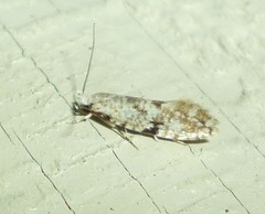 Nemapogon auropulvella