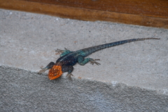 Agama dodomae