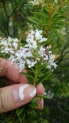 Veronica brachysiphon