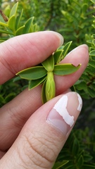 Veronica brachysiphon