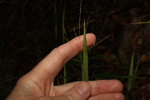 Image of Slender-Panic Grass (Ottochloa nodosa) by (c) Greg Tasney, some rights reserved (CC BY-SA)