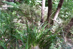 Carex solandri