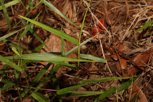 Image of Slender-Panic Grass (Ottochloa nodosa) by (c) Greg Tasney, some rights reserved (CC BY-SA)