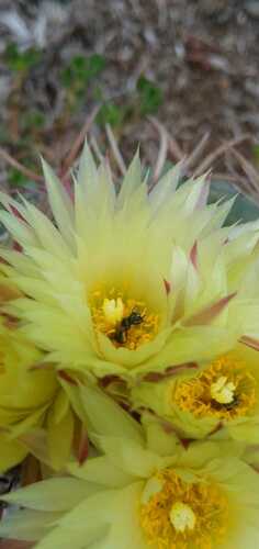 Coryphantha pycnacantha