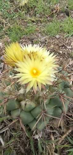 Coryphantha pycnacantha