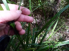 Carex solandri