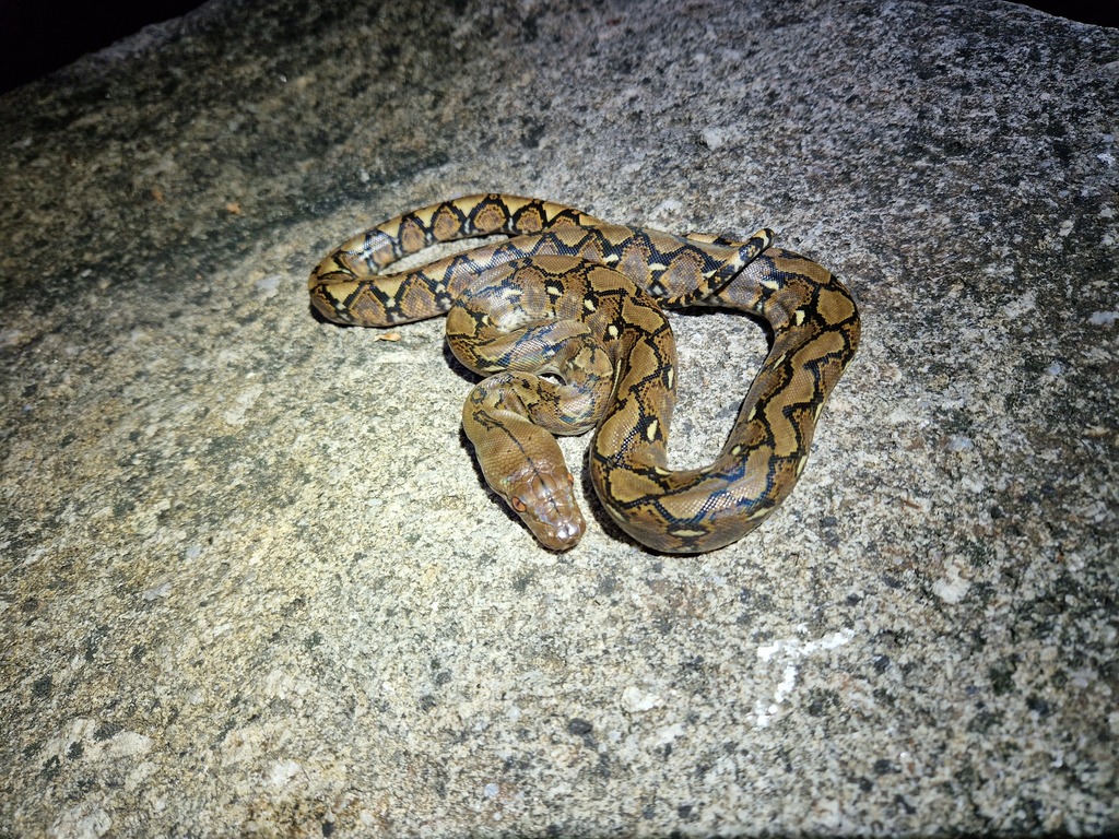 Reticulated Python from Khlong Toei, Bangkok, Thailand on June 12, 2023 ...