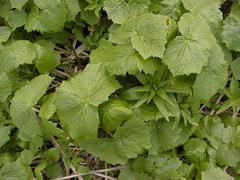 Parasenecio kamtschaticus