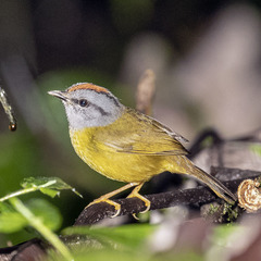 Myiothlypis coronata