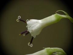 Parasenecio kamtschaticus