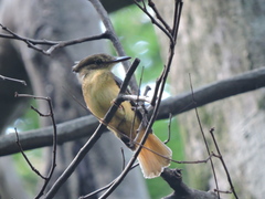 Onychorhynchus coronatus