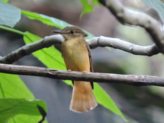 Onychorhynchus coronatus