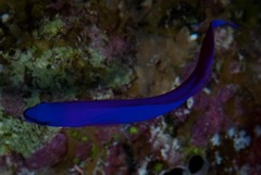 Pseudochromis fridmani