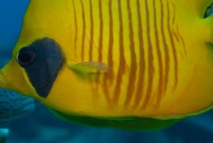Chaetodon semilarvatus