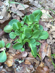 Dodecatheon