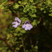 Prostanthera spathulata - Photo (c) Greg Tasney, some rights reserved (CC BY-SA), uploaded by Greg Tasney