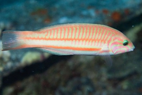 Klunzinger's Wrasse