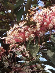 Clerodendrum quadriloculare