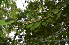 Alchisme rubrocostata