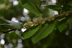 Alchisme rubrocostata