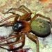Entelegyne Spiders - Photo (c) Steve Kerr, some rights reserved (CC BY), uploaded by Steve Kerr