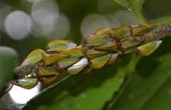 Alchisme rubrocostata