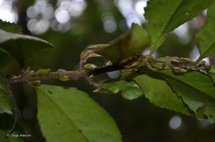 Alchisme rubrocostata
