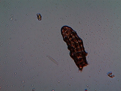 Eutardigrada