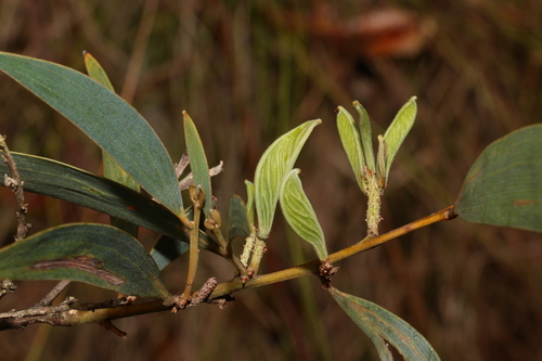 Image of Acacia aulacocarpa by (c) Greg Tasney, some rights reserved (CC BY-SA)
