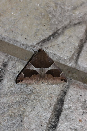 Dysgonia algira