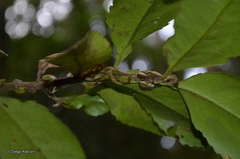Alchisme rubrocostata