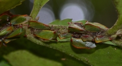 Alchisme rubrocostata