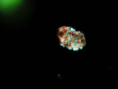 Eutardigrada