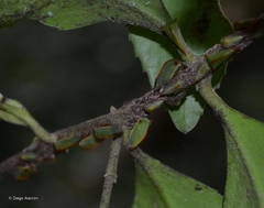 Alchisme rubrocostata