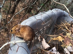 Ochrotomys nuttalli