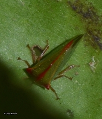Alchisme rubrocostata