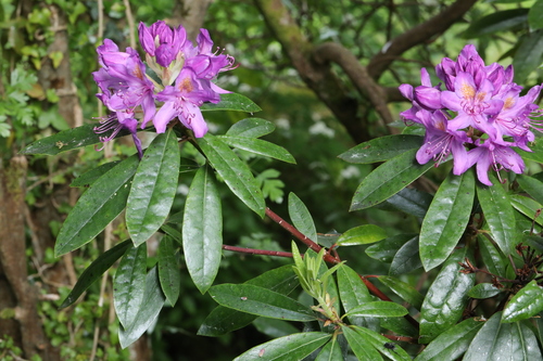 Rhododendron ponticum