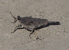 Paratettix cucullatus