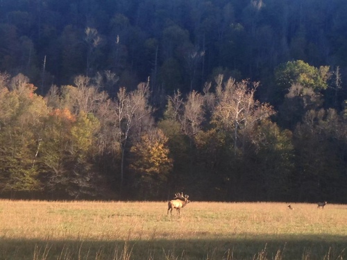American Elk photographed in North Carolina