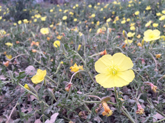Oenothera grandis