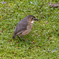 Grallaria quitensis