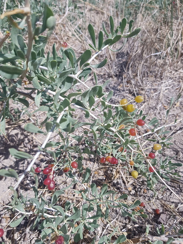 Nitraria sibirica (Nitraria sibirica)