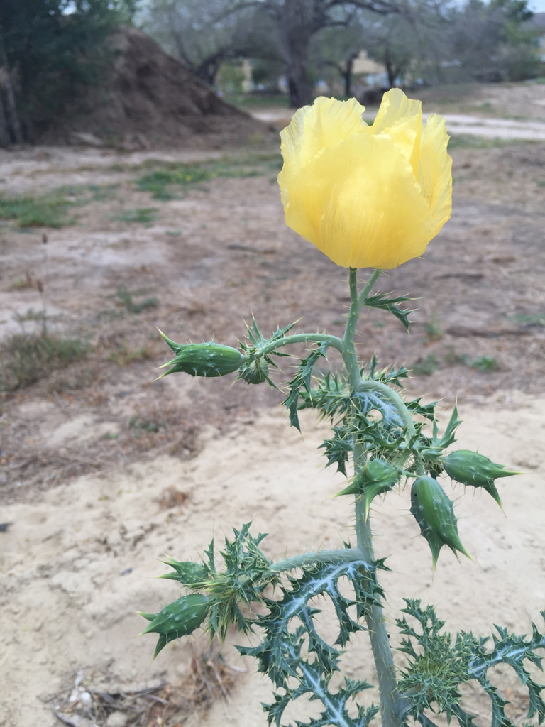 Golden Pricklypoppy