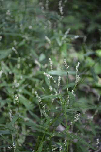 Small water-pepper (Persicaria minor)