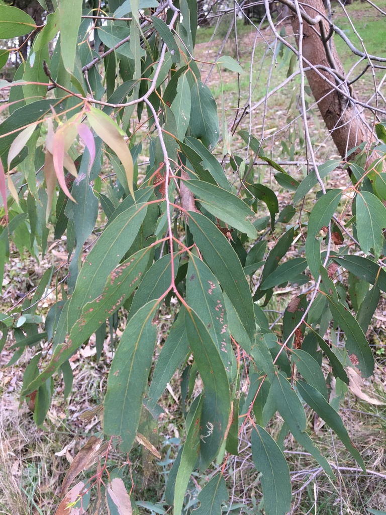 narrowleaf peppermint gum from Breakneck, Yarra Glen, VIC, AU on