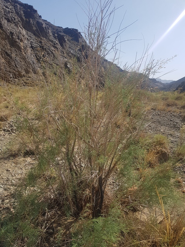 Tamarix karelinii (Tamarix karelinii)